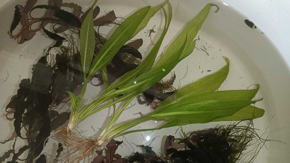 Plantas e rochas para aquário