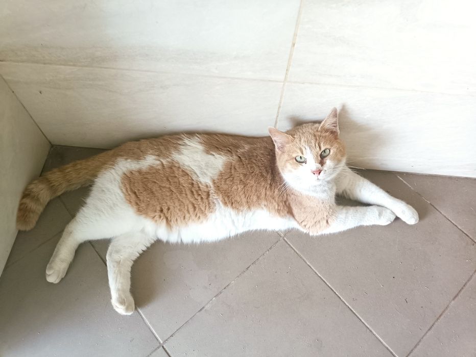 Марвел 5 лет кастрирован,в квартиру