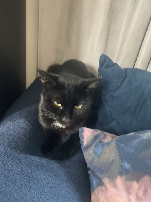 Bezdomny kocurek kotek