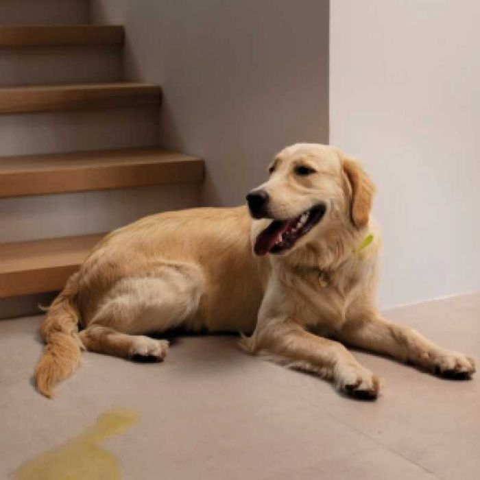 UF2000 4Pets - Para eliminar o cheiro de urina de animais de estimação