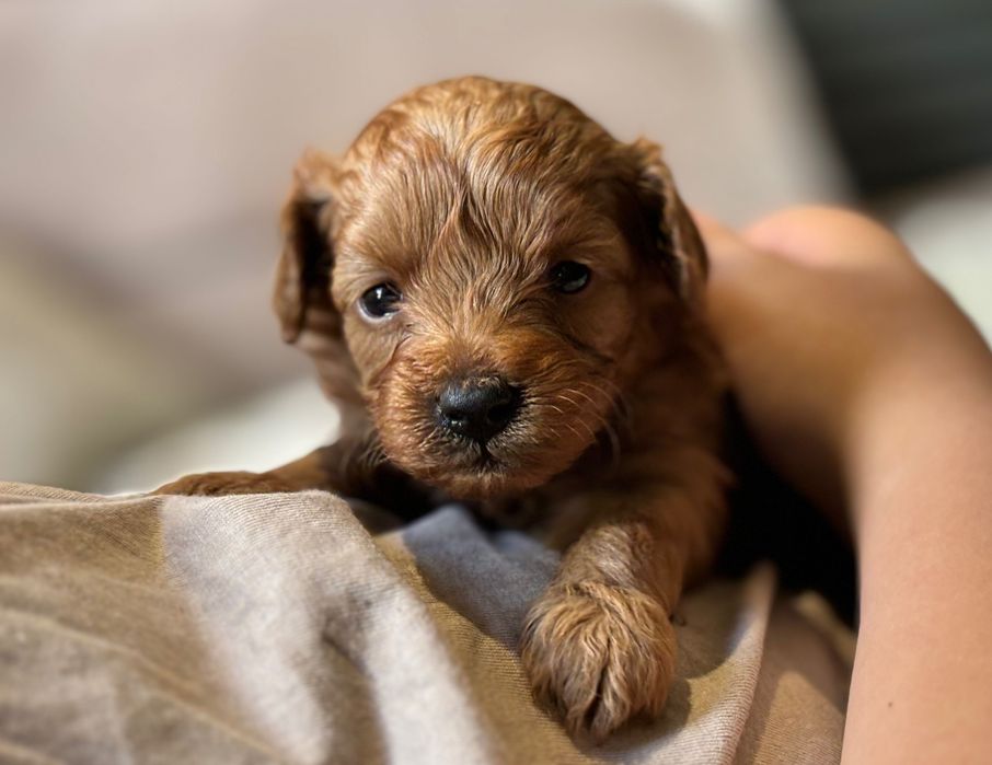 Maltipoo małe pieski mini piesek pudelek pudel