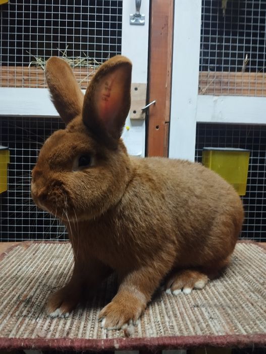 Nowozelandzki czerwony, króliki