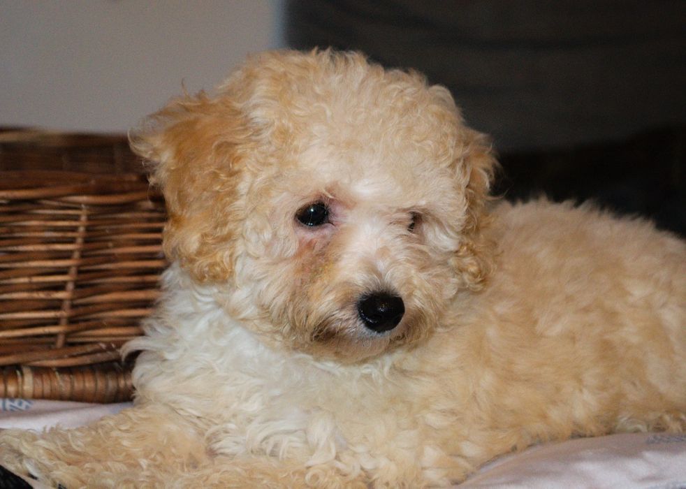 Maltipoo suczka IZZY
