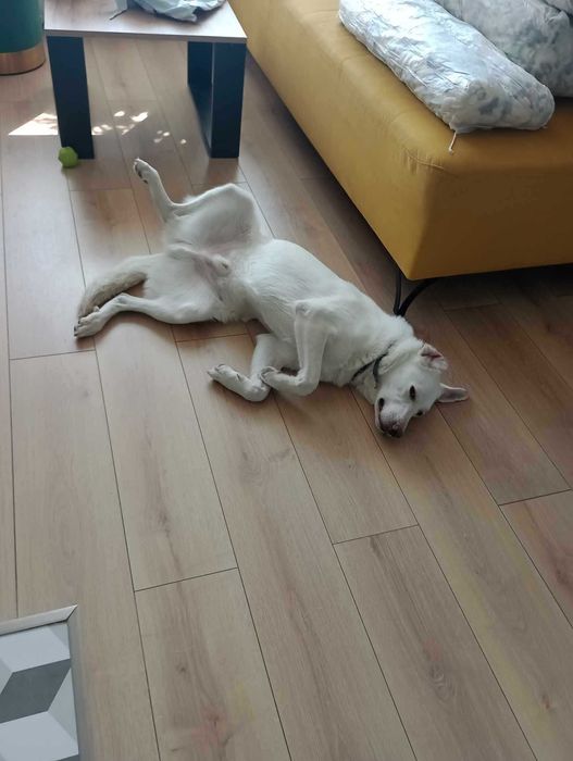 Oddam psa za darmo w dobre ręce