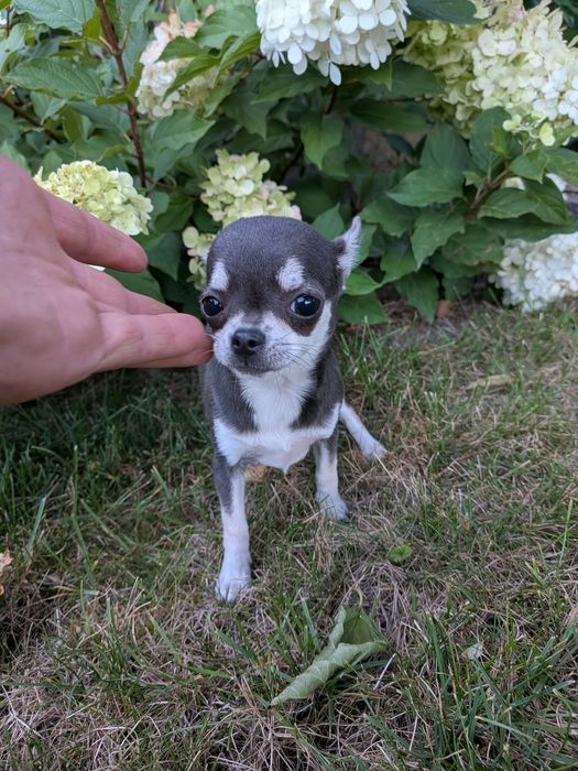 Suczka Chihuahua -XXS