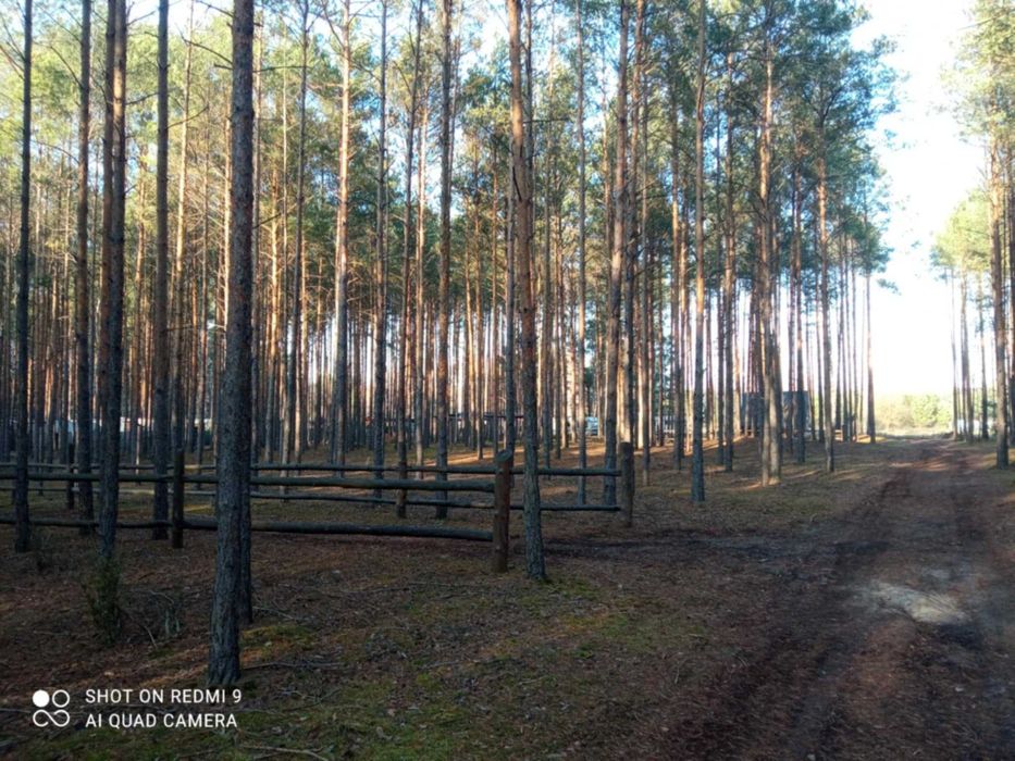 Działka leśna z dostępem do lini brzegowej