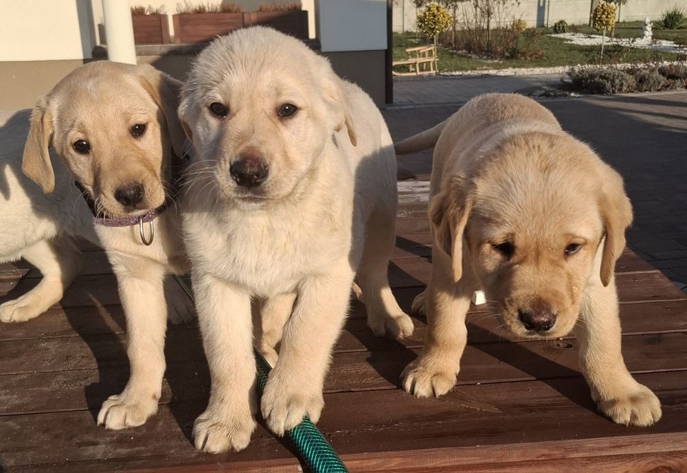 Labrador retriever szczeniak