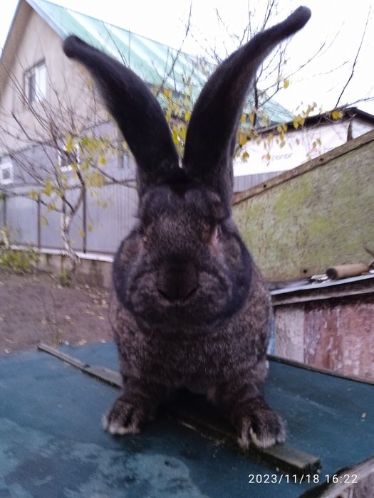 Більгійський велетень.