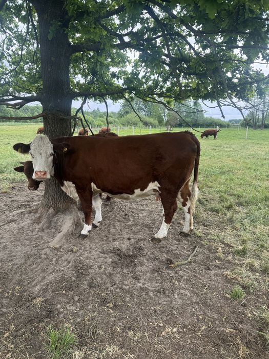 Krowa rasy Hereford wysokocielna
