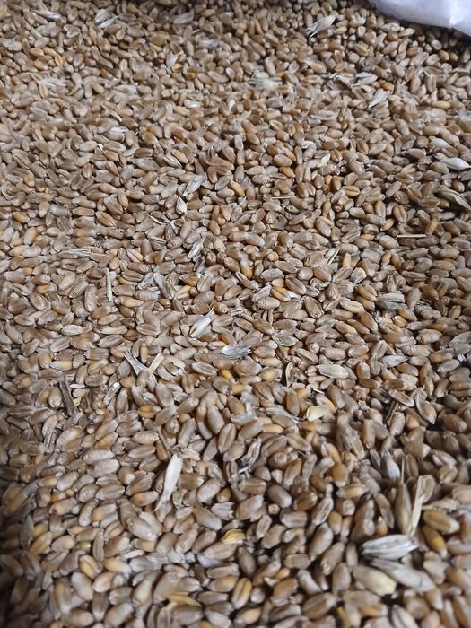 Pszenica jara KWS Dorium