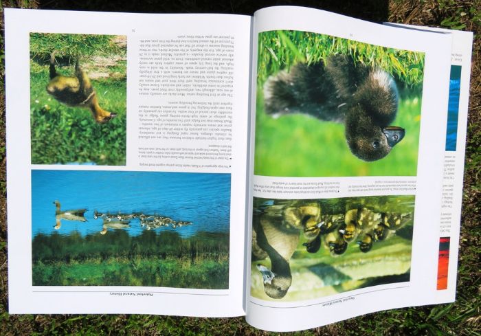 Livro sobre Cisnes, Gansos e Patos ornamentais
