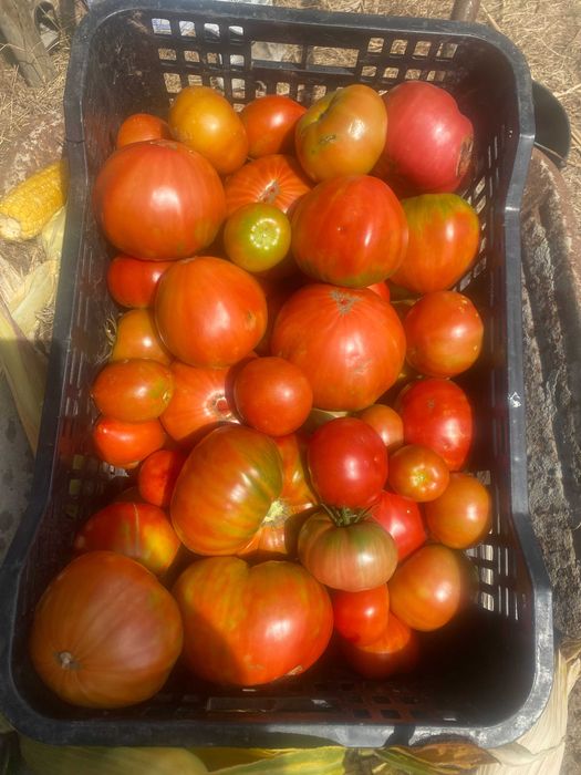 Vendo tomate biológico
