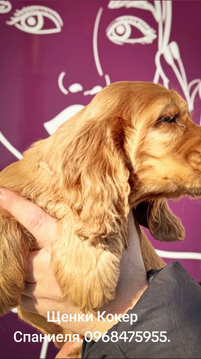 Продаются щенки Английского Кокер Спаниеля