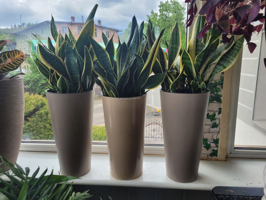 Sanseveria kwiat