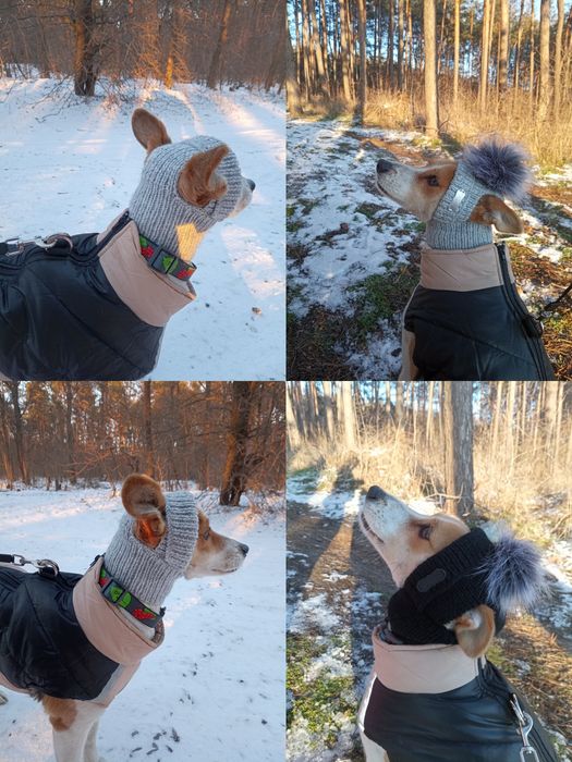 Одежда для животных собак котов