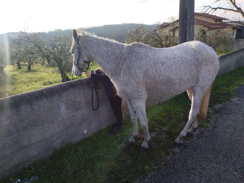 Cavalo macho castrado para venda