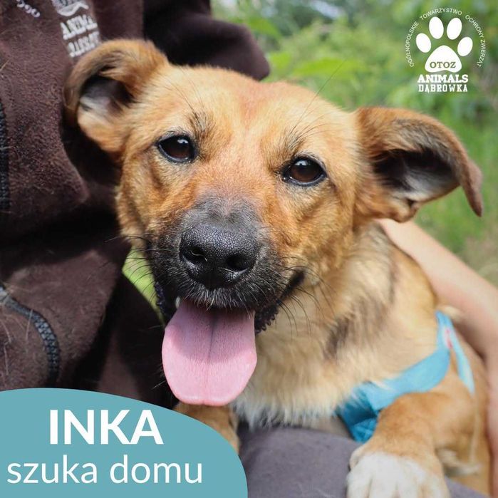 Inka szuka domu!