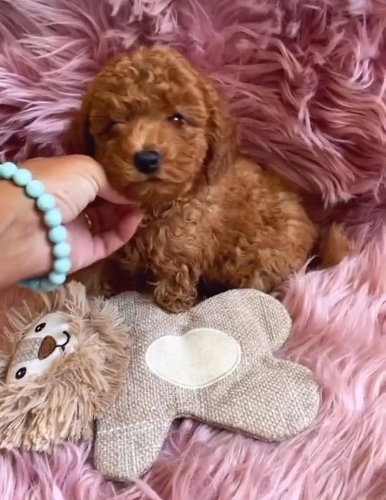 Дівчинка красуня.той пудель