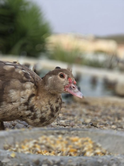 Patos mudos chocolate jovens