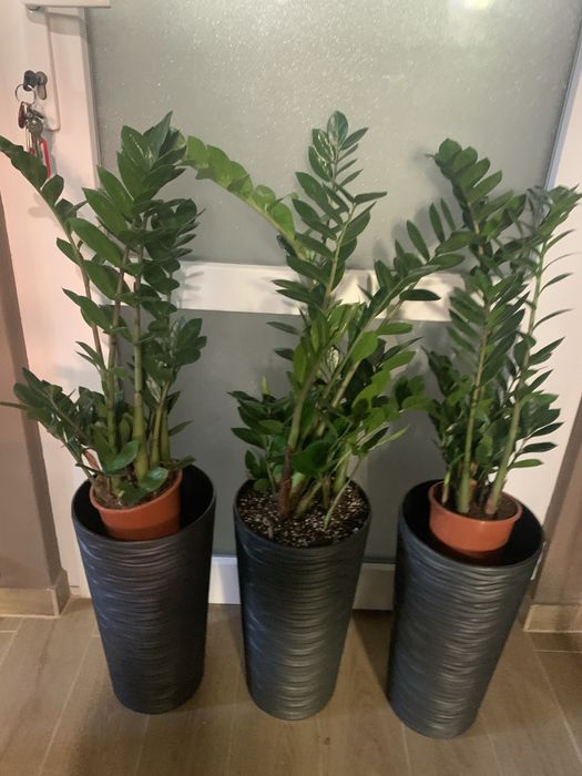 Заміокулькас висота   1  м  На подарок