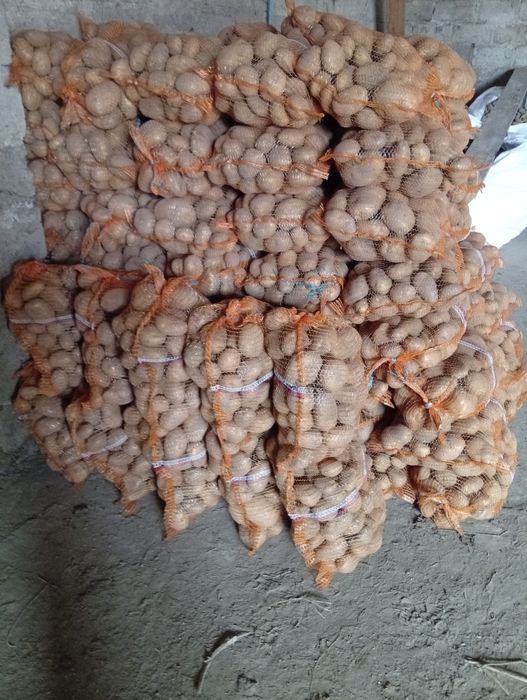 Ziemniaki jadalne soraja