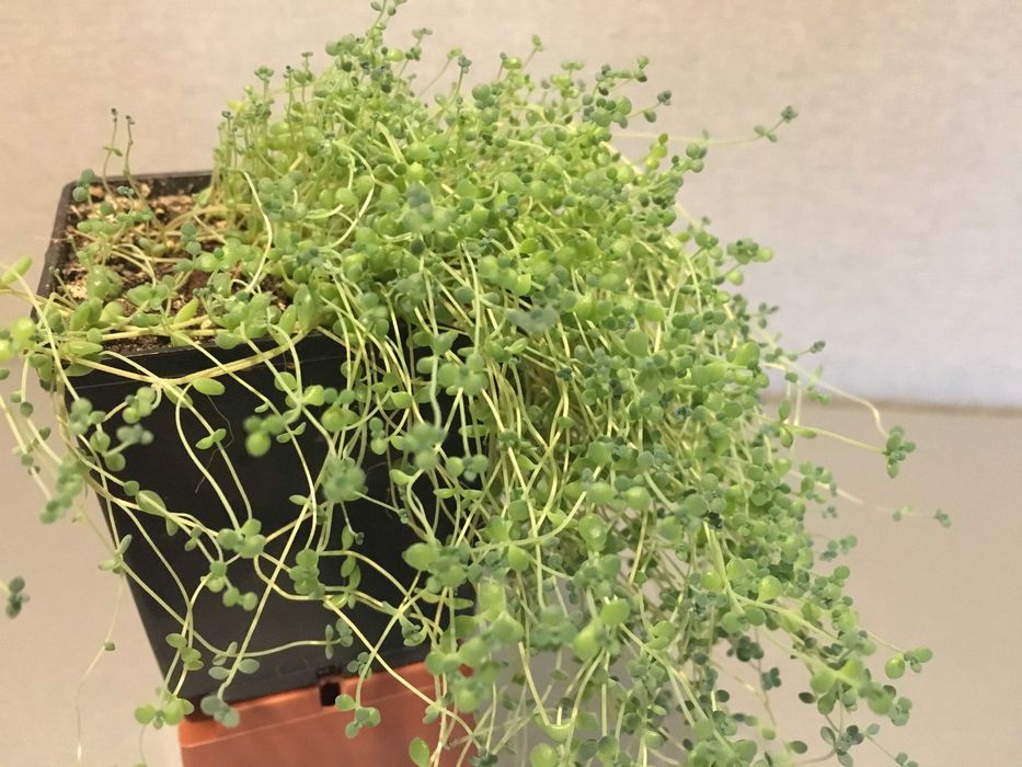 Очиток седум сукулент