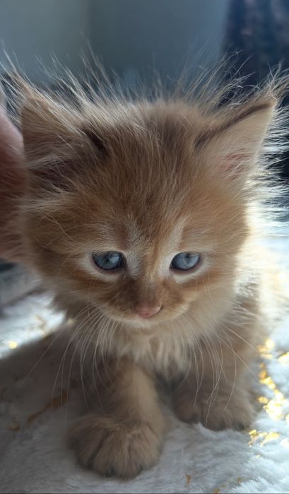 Котята сибирской длинношёрстный породы.