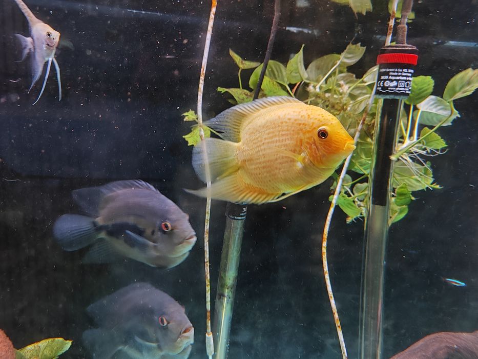 Severuns red spotted