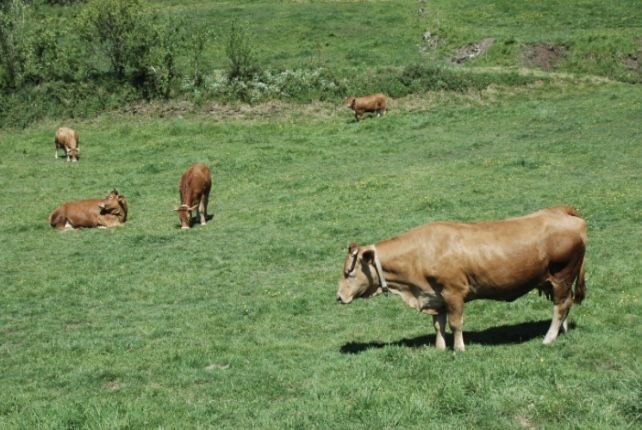 8 vacas e 3 vitelas