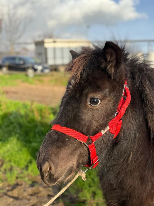 Pônei Shetland TOP