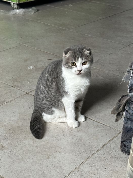 Отдам бесплатно кошечку