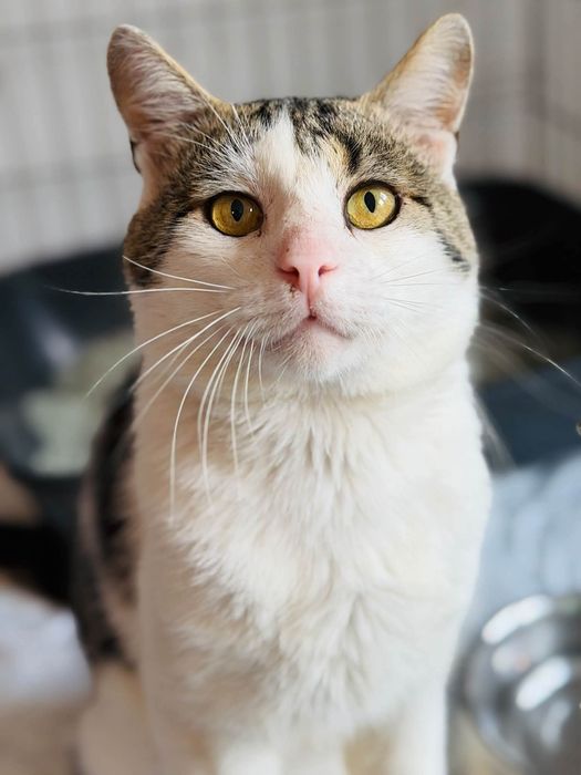 Uroczy kocurek do adopcji