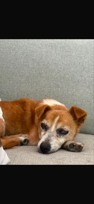 Cão para adoção responsável