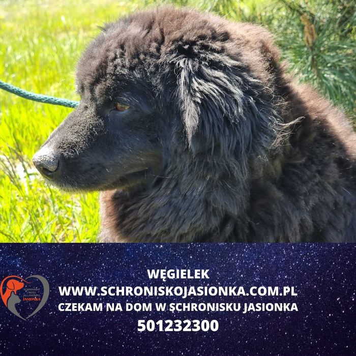 WĘGIELEK do adopcji Schronisko Jasionka