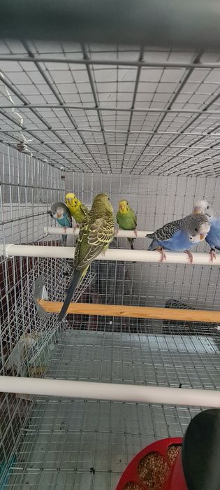 Vendo periquitos australiano