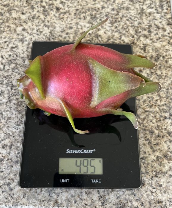 Mudas de pitaya com raiz de varias variedades