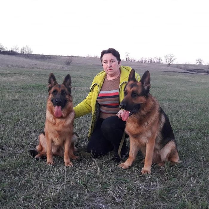 Чудова дівчинка німецької вівчарки