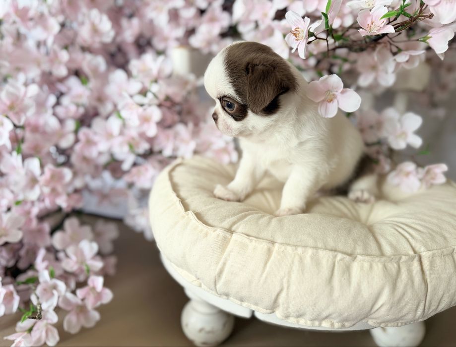 ***Prześliczny chłopczyk chihuahua***