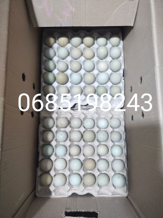 Інкубаційне яйце мішаних курей