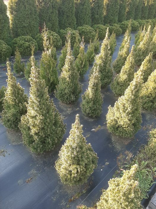 Świerk biały 'Conica' konika  (Picea glauca) od 20 do 110 cm kopany z gruntu