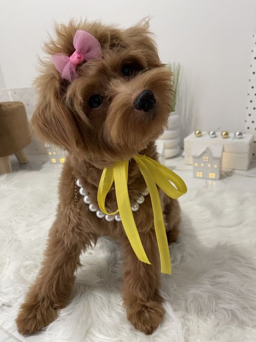 Помапу — Гарантовано закохаєтесь з першого погляду