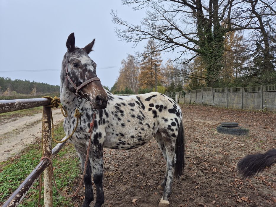 Klacz tarantowata z źróbką