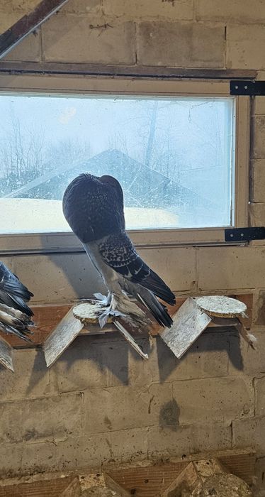 Garlacze Pomorskie Samica 25r Groch