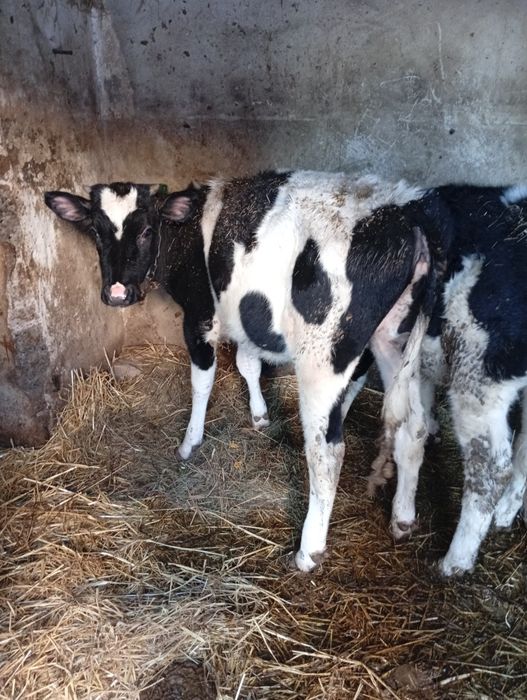 Sprzedam byczki i jałówki