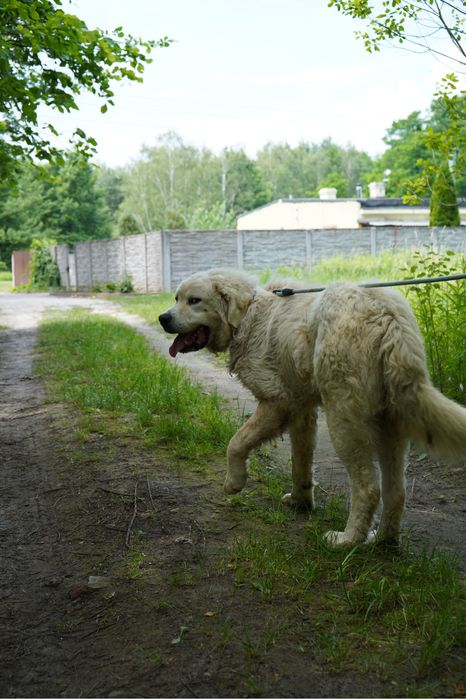 Malenstwo szuka domu podhalan