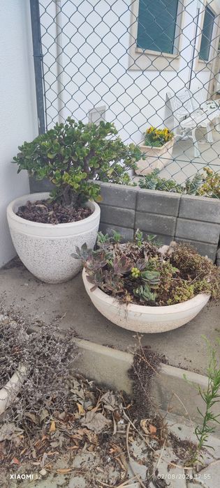 Vasos com ou sem plantas