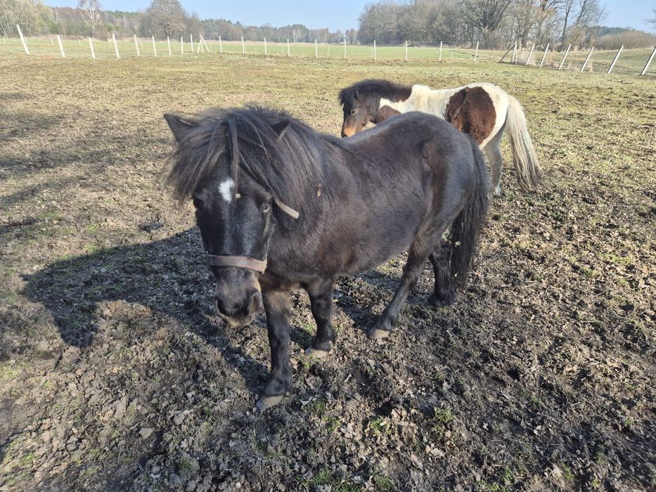 Kuc szetlandzki/ klacz