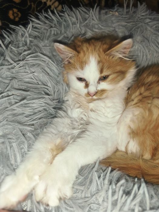 Віддам в добрі руки