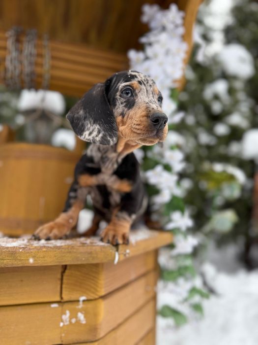 Cudowny piesek jamnik miniaturka blue merle metryka wyprawka