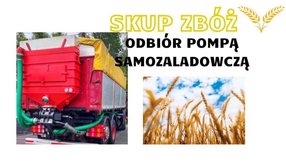 Skup zbóż,Skup zboża Kukurydza Pszenica pszenżyto żyto owies jęczmień